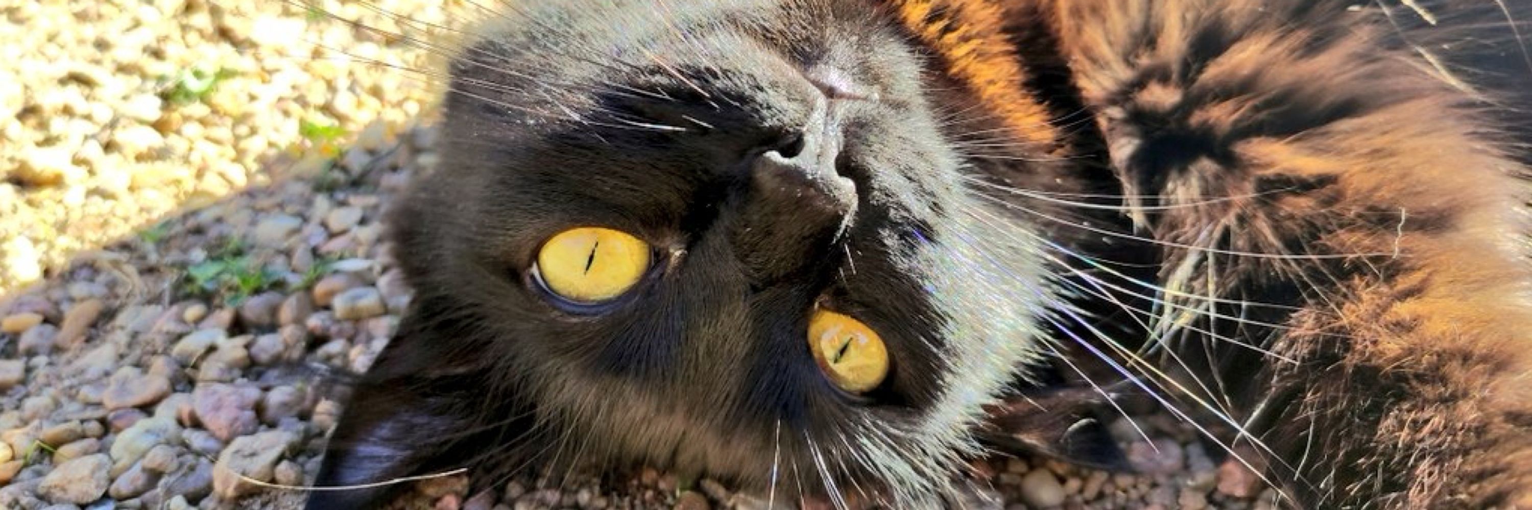 Maru
