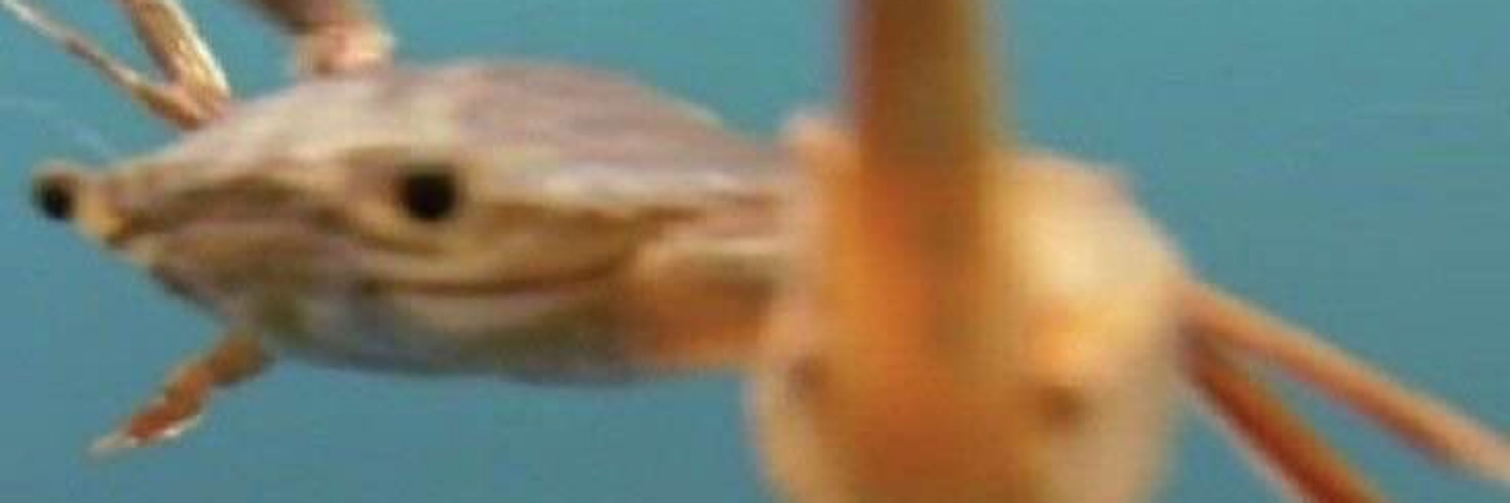 Mr_Drybones