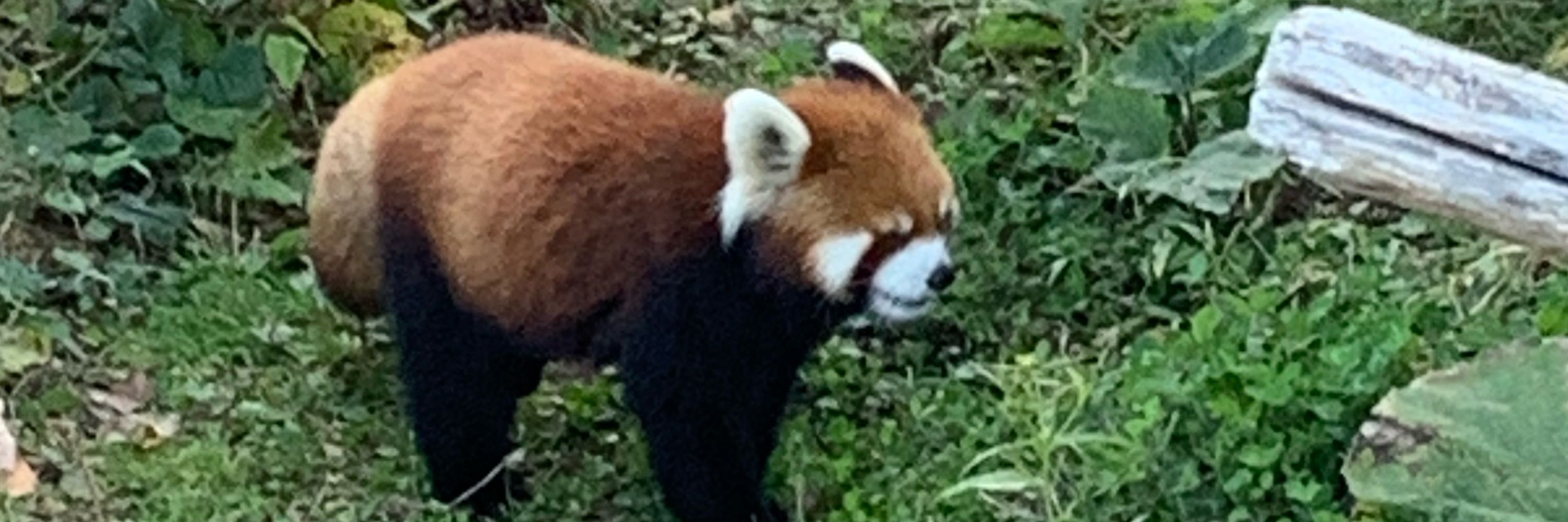 だっきー