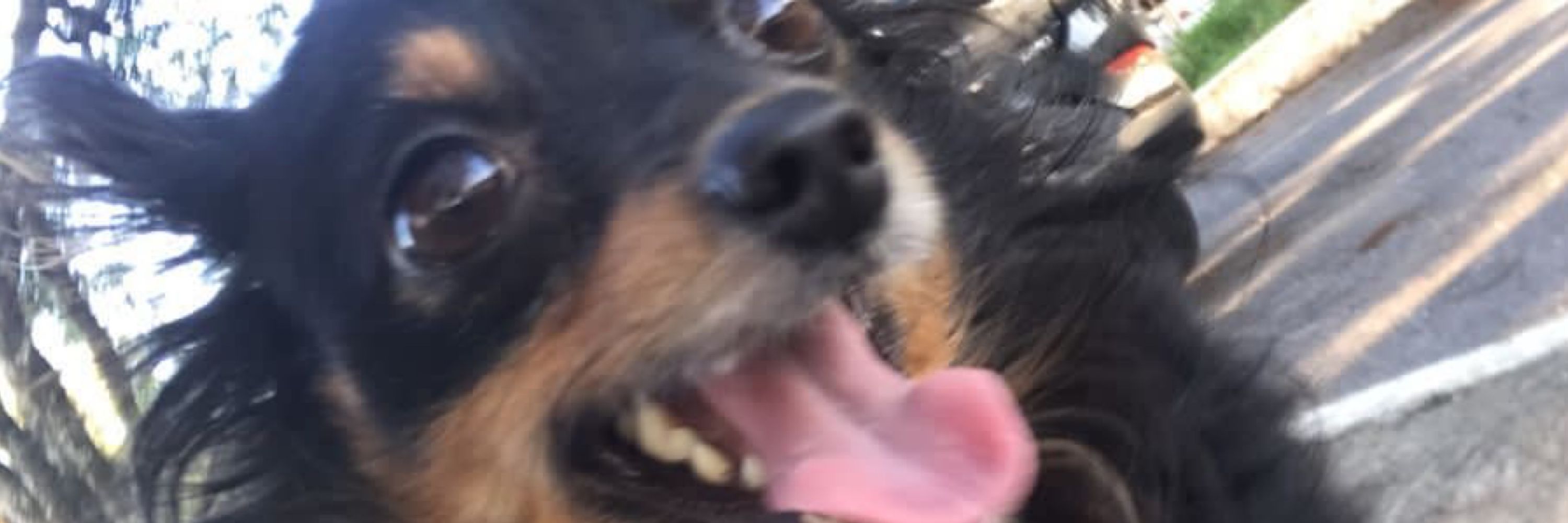 Virgínia a dog