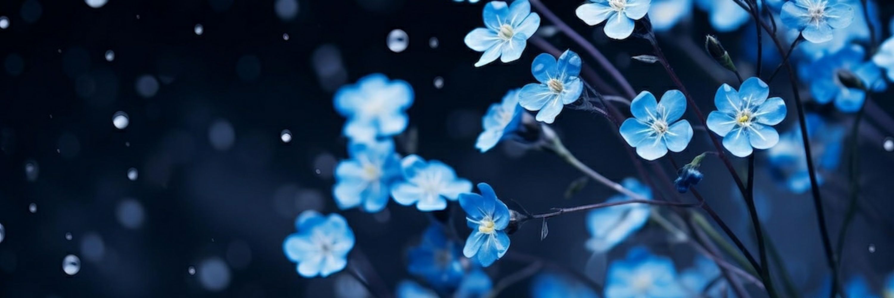 Aster