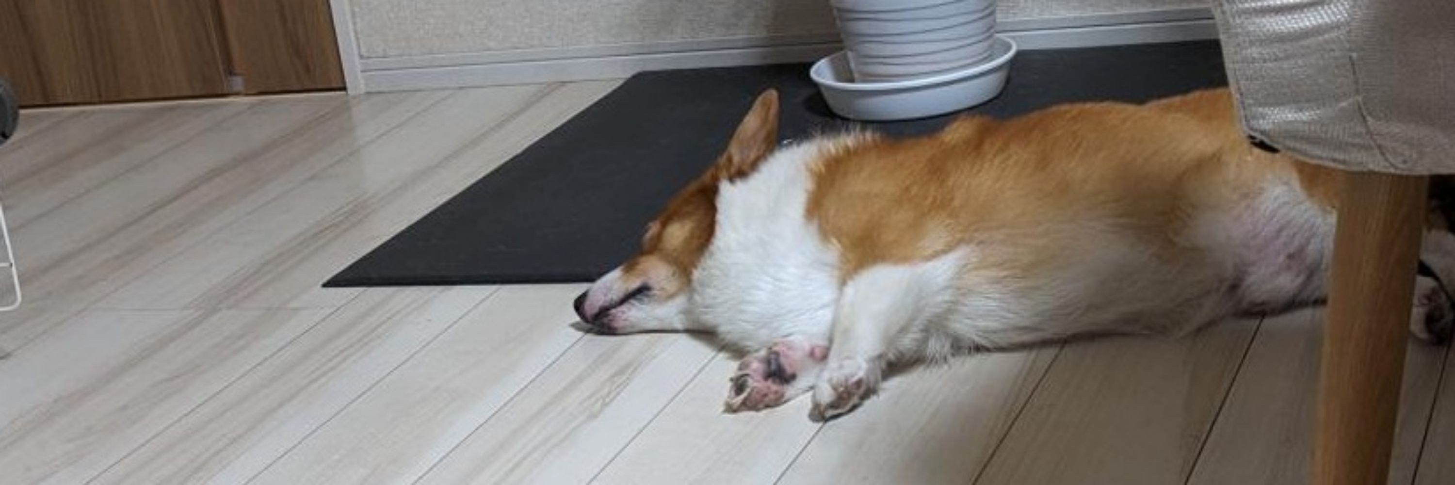 ぽめしばさん