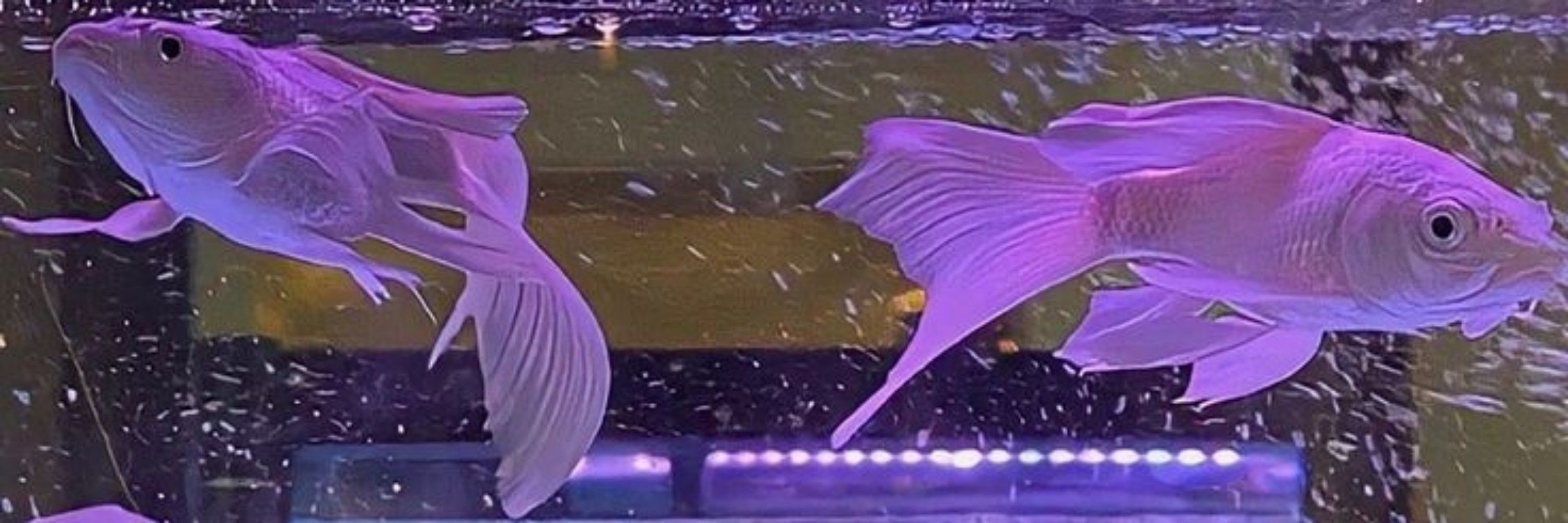 sïmëïä