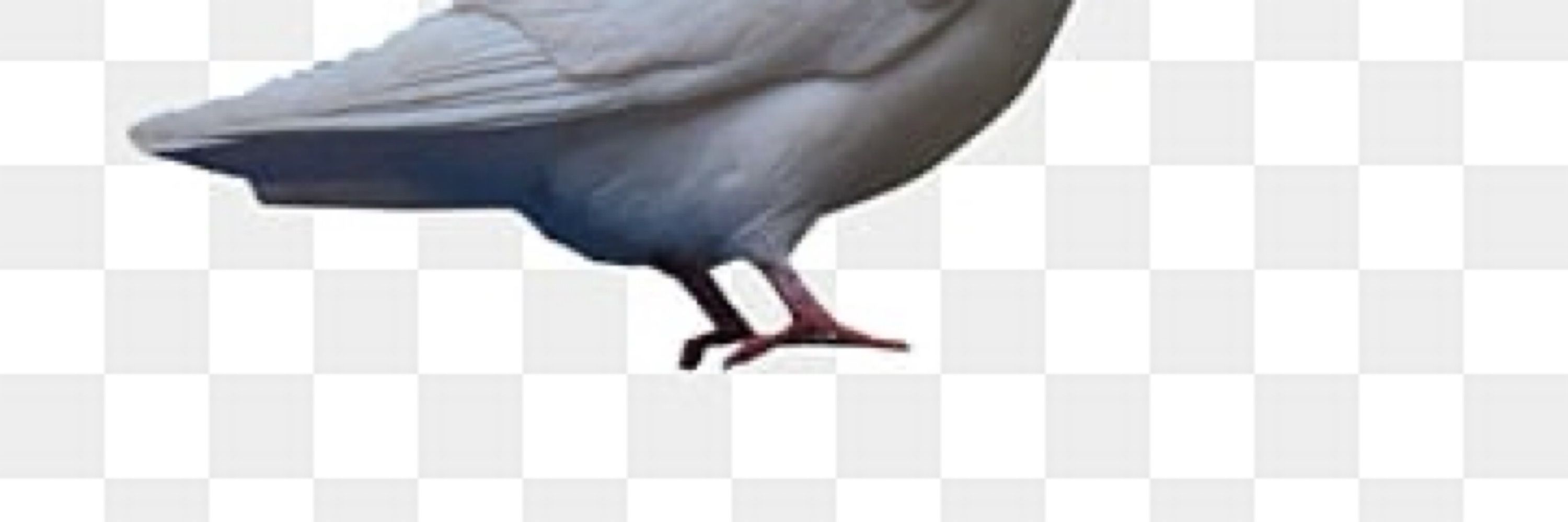 コンドル