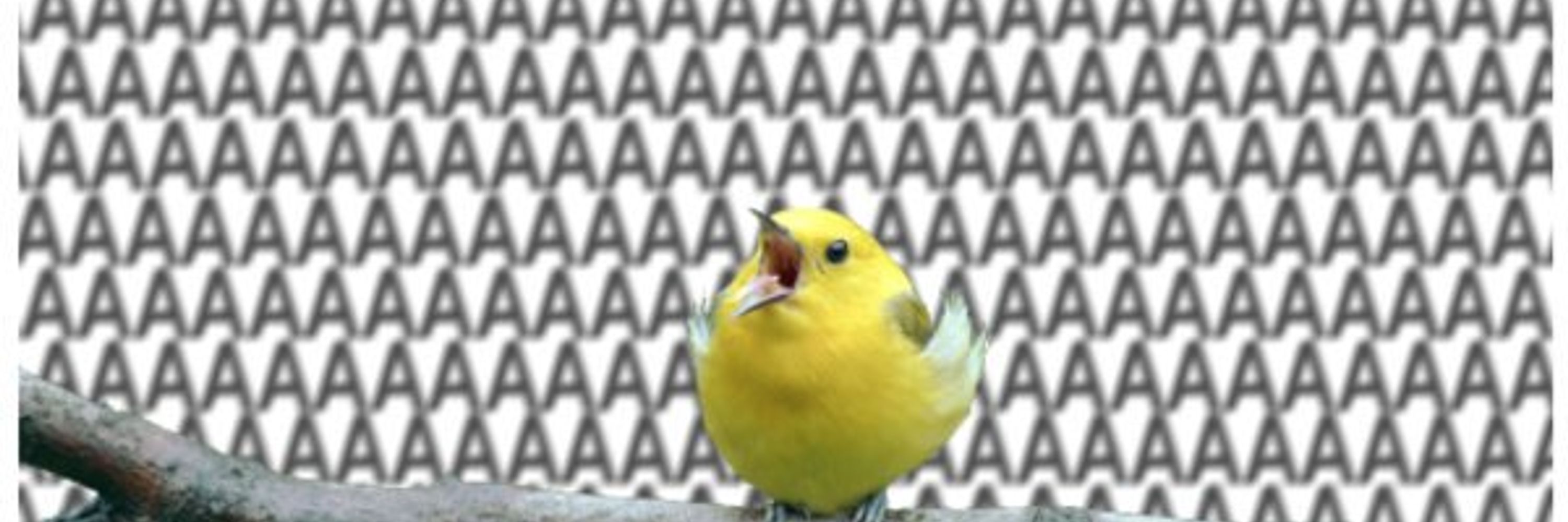 Saico