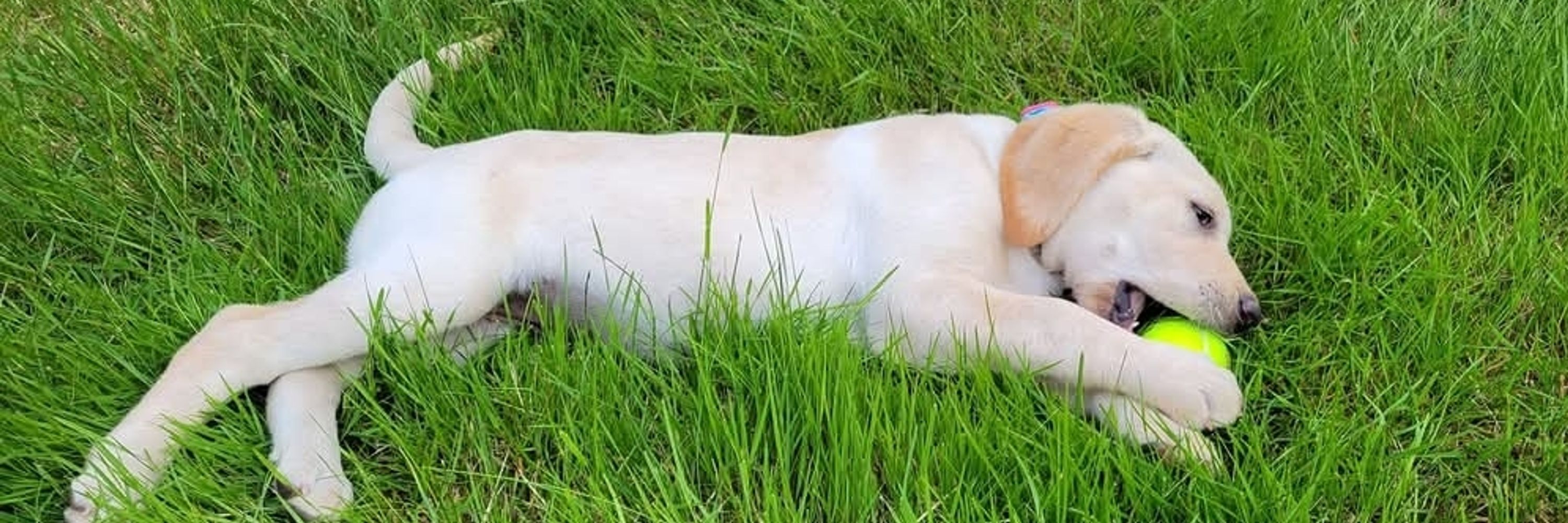 Labradors and dogs