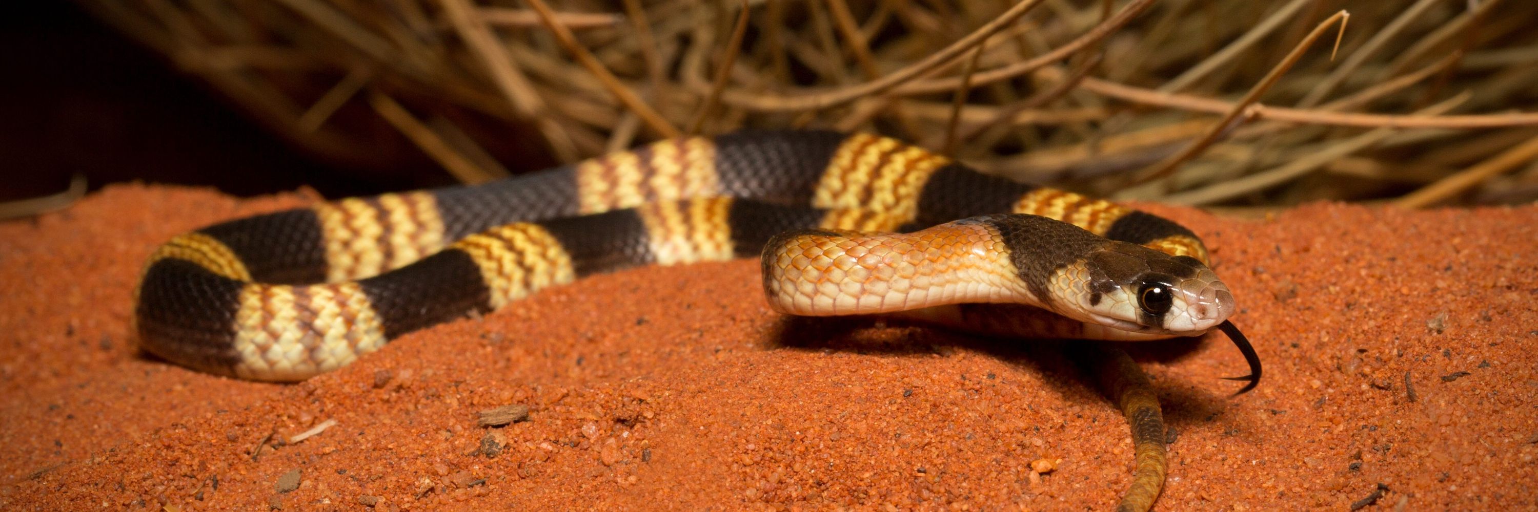 IUCN Snake Specialist Group