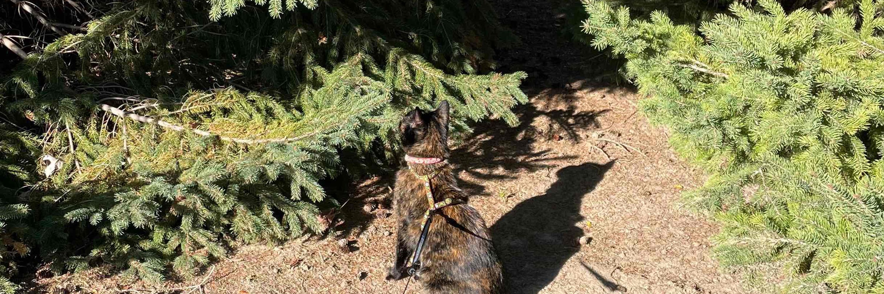The Raw Fed Feline