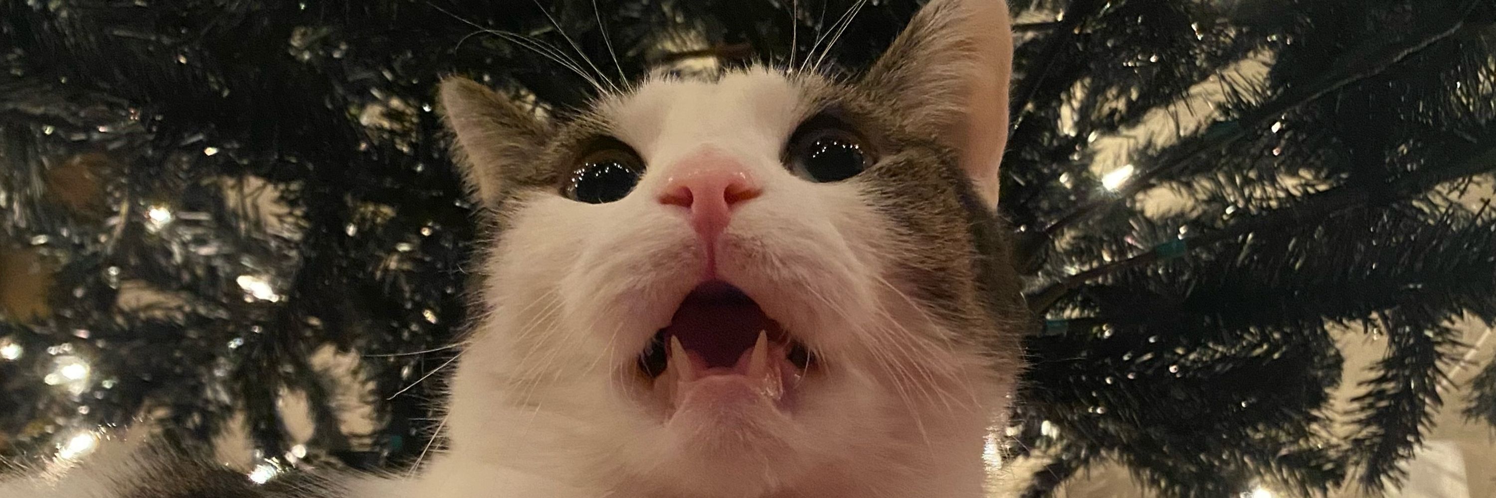 bingusdingus