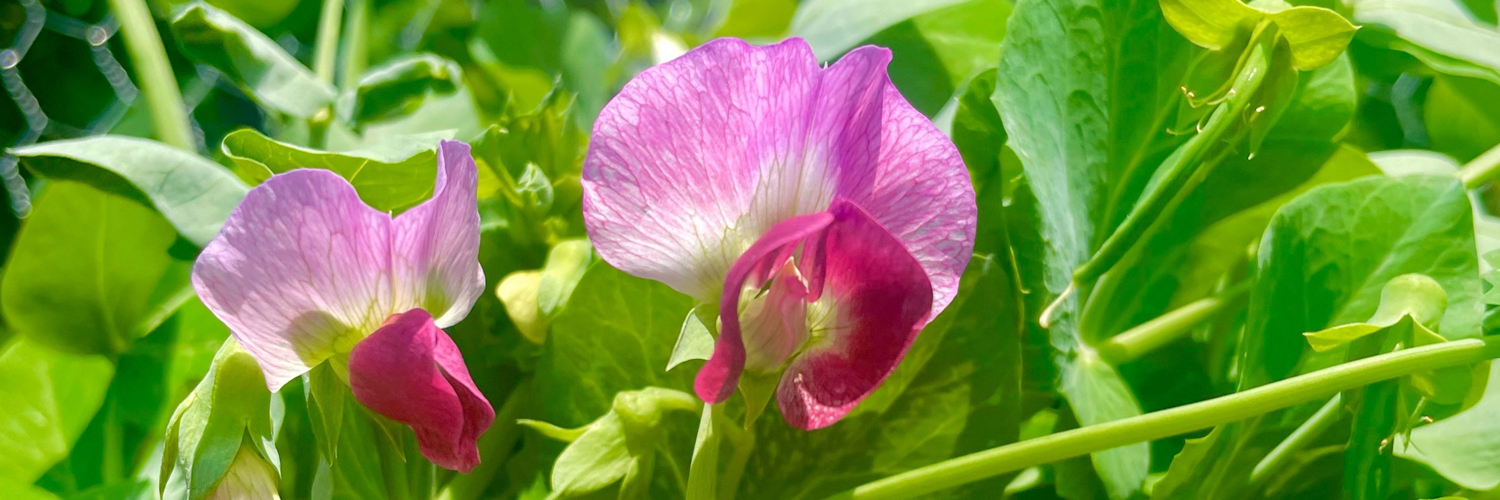 violets