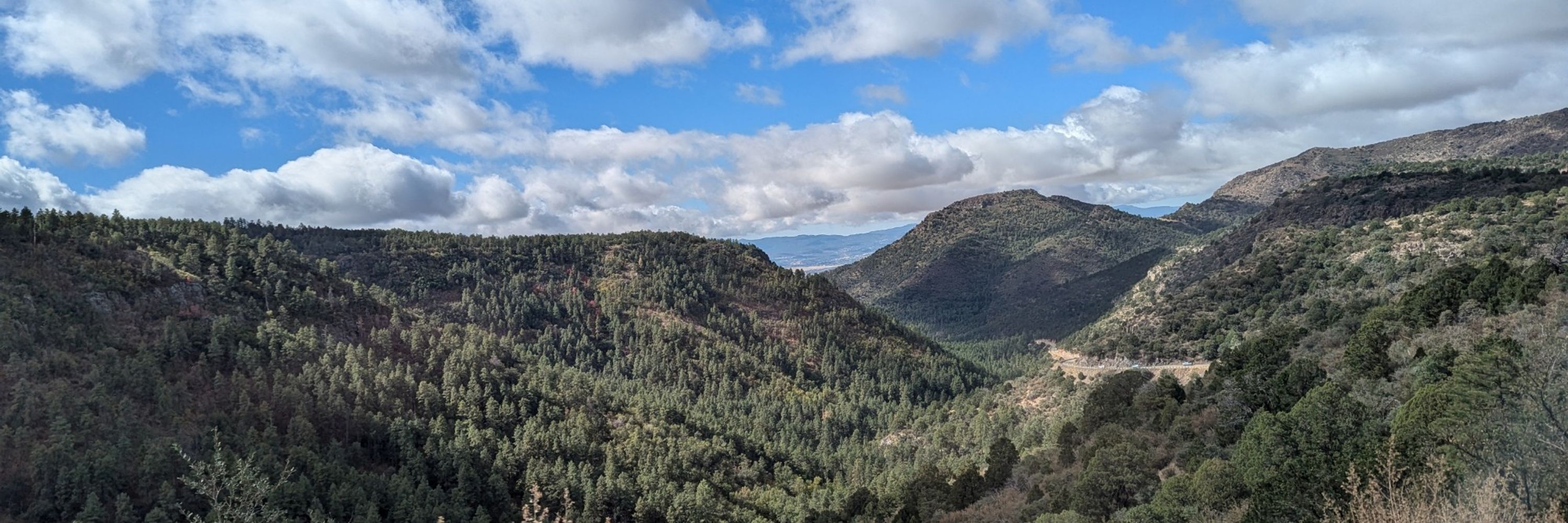Shasta