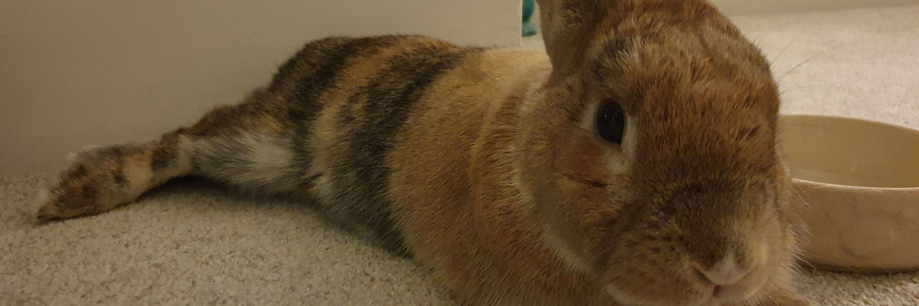 BinkyBun