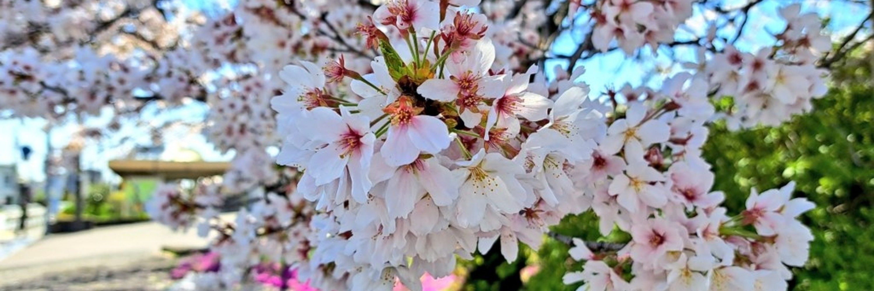 mitai