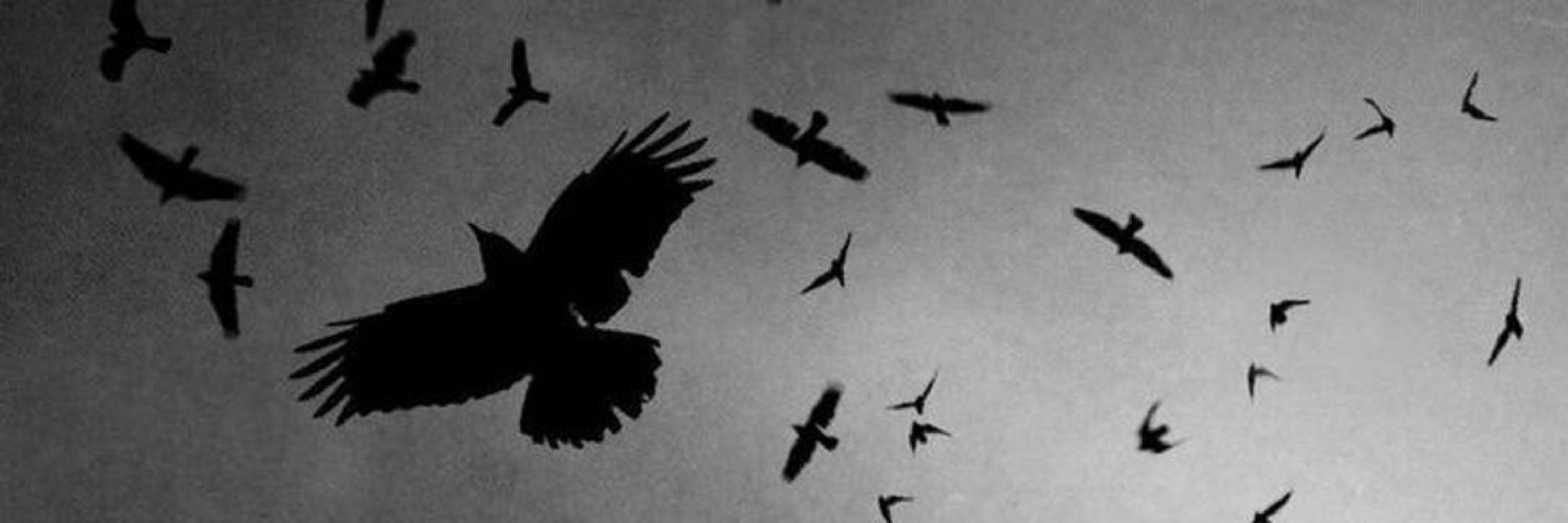 crow