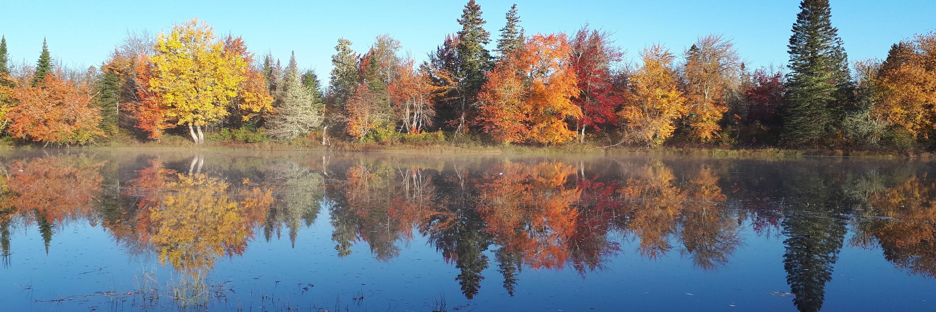 Old Red Spruce