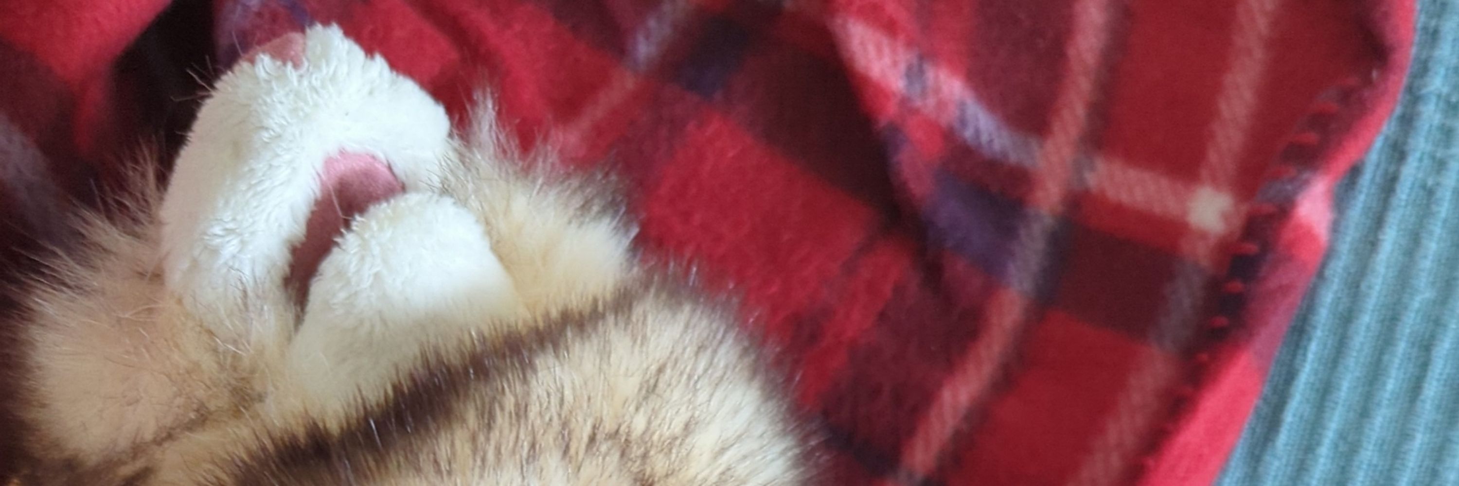 Hob The Ferret