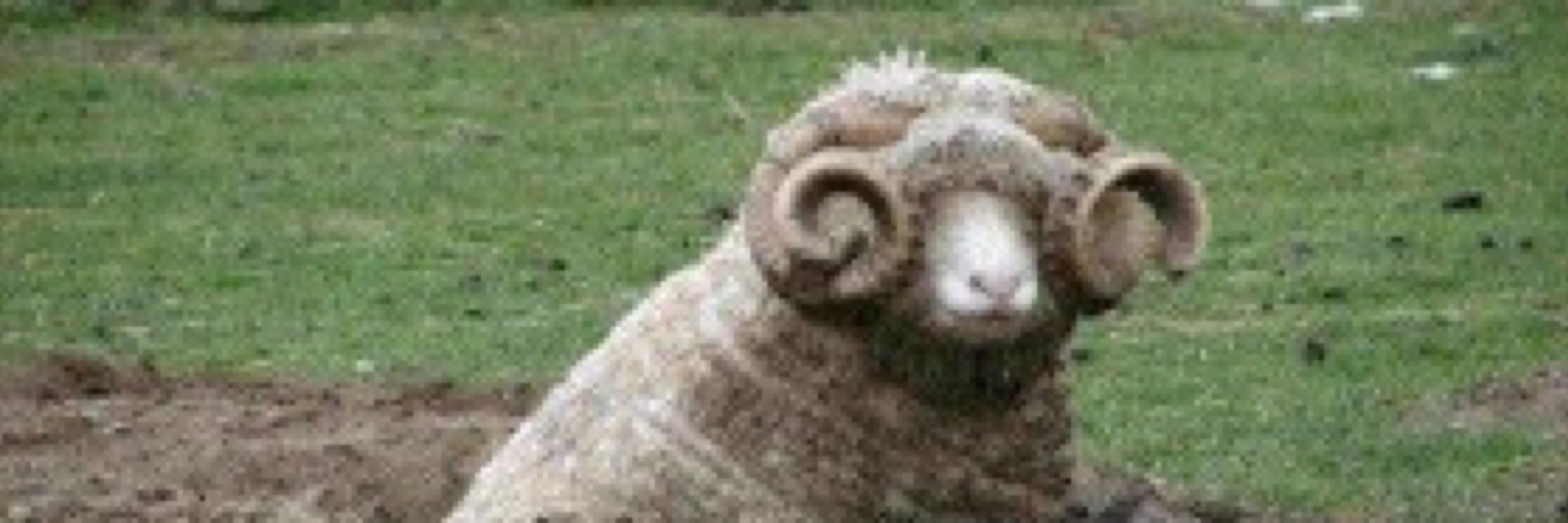 SilkySheep