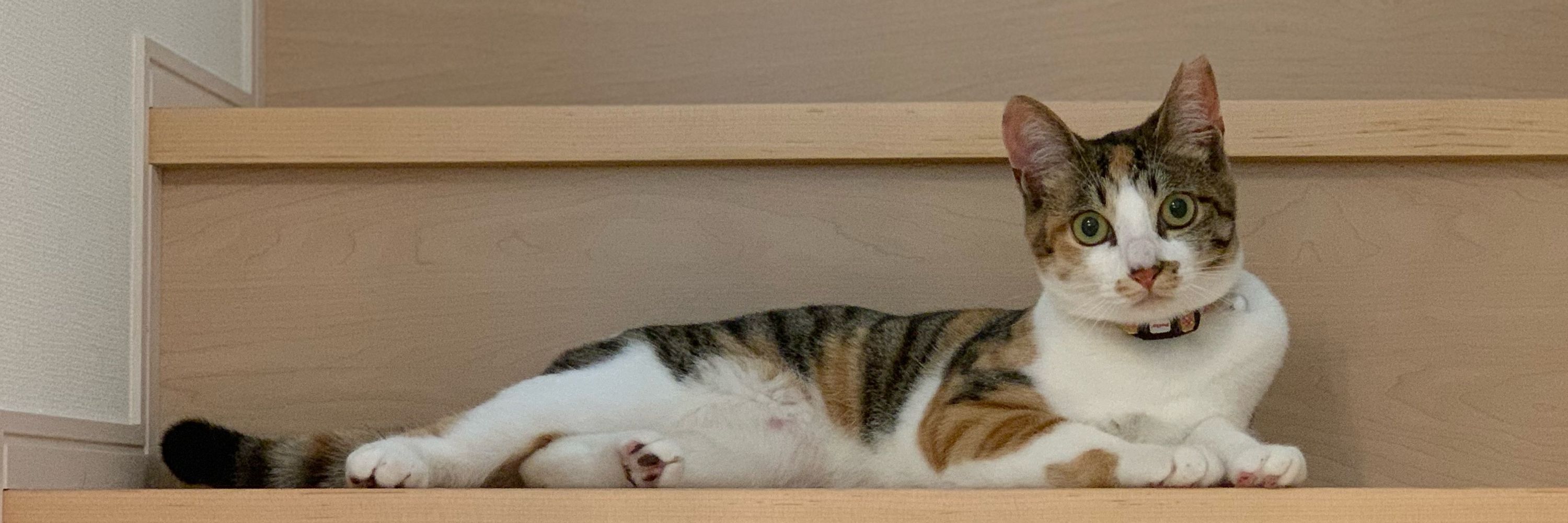 ちーぽん