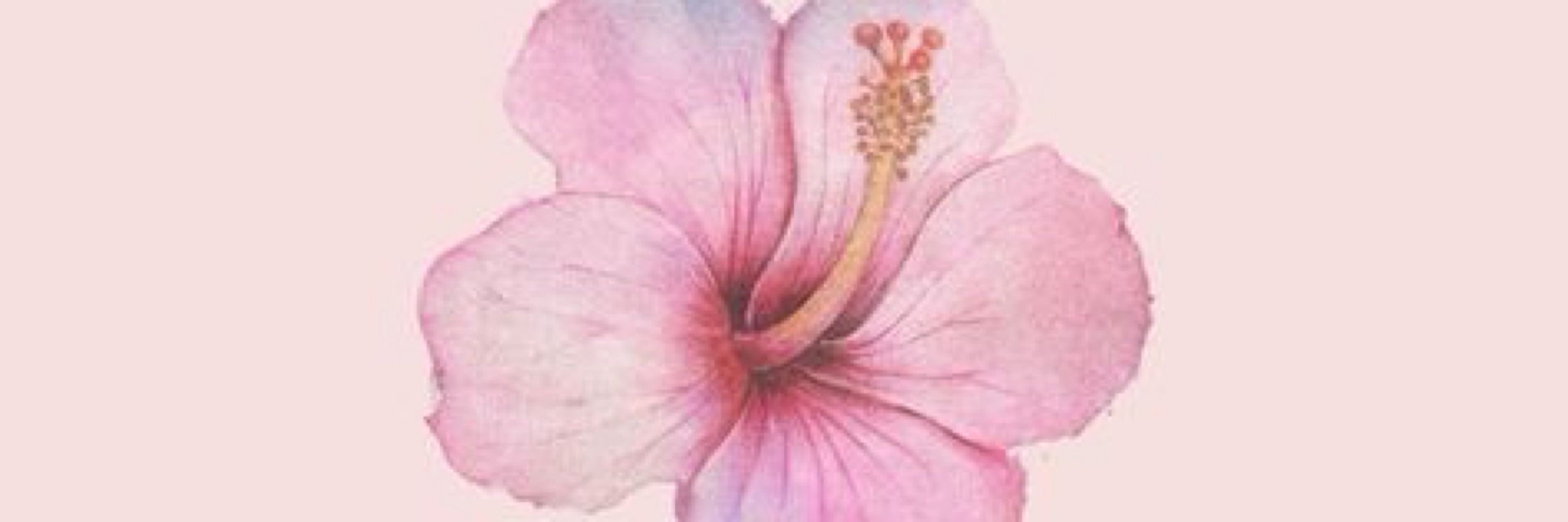 carolina ✿ scoralick