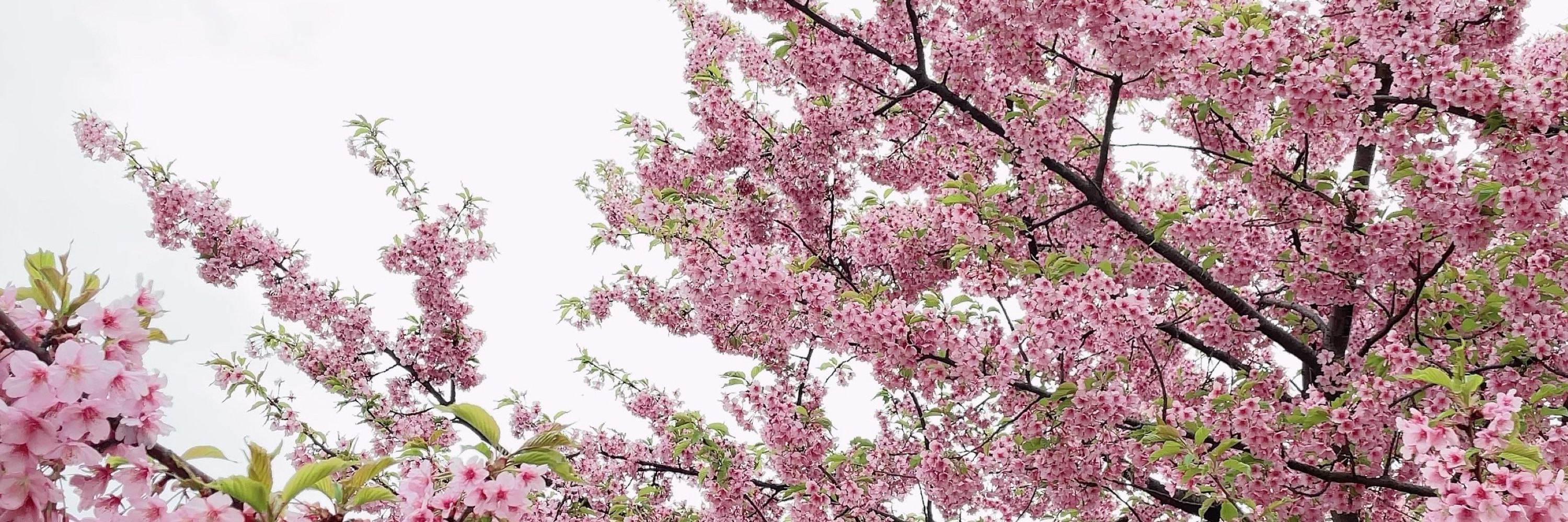めい🪷