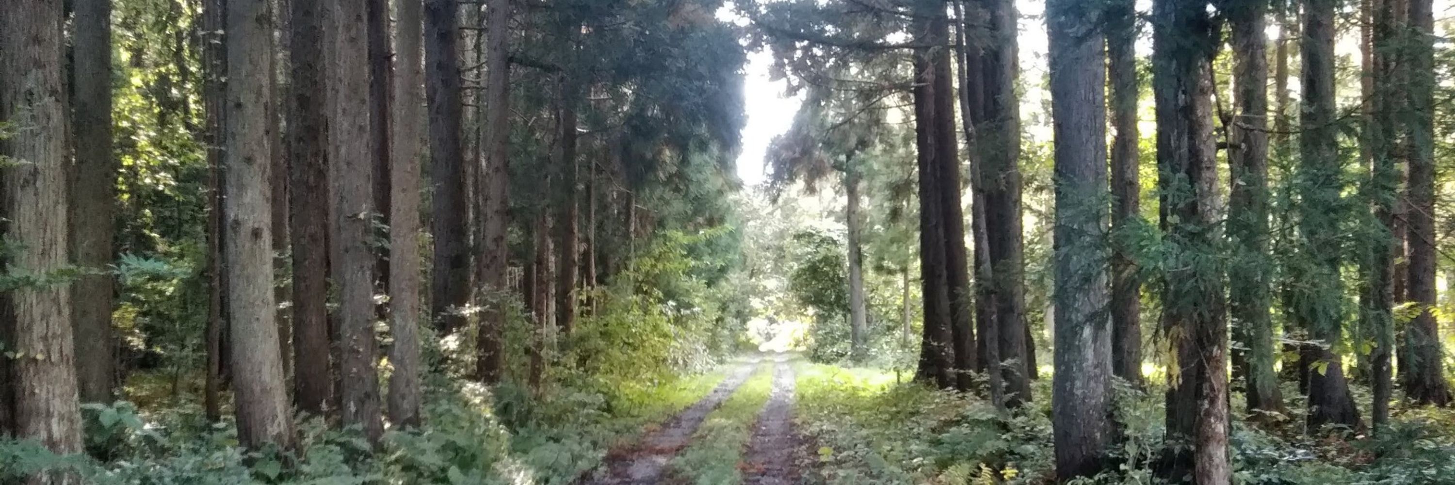 ちえ