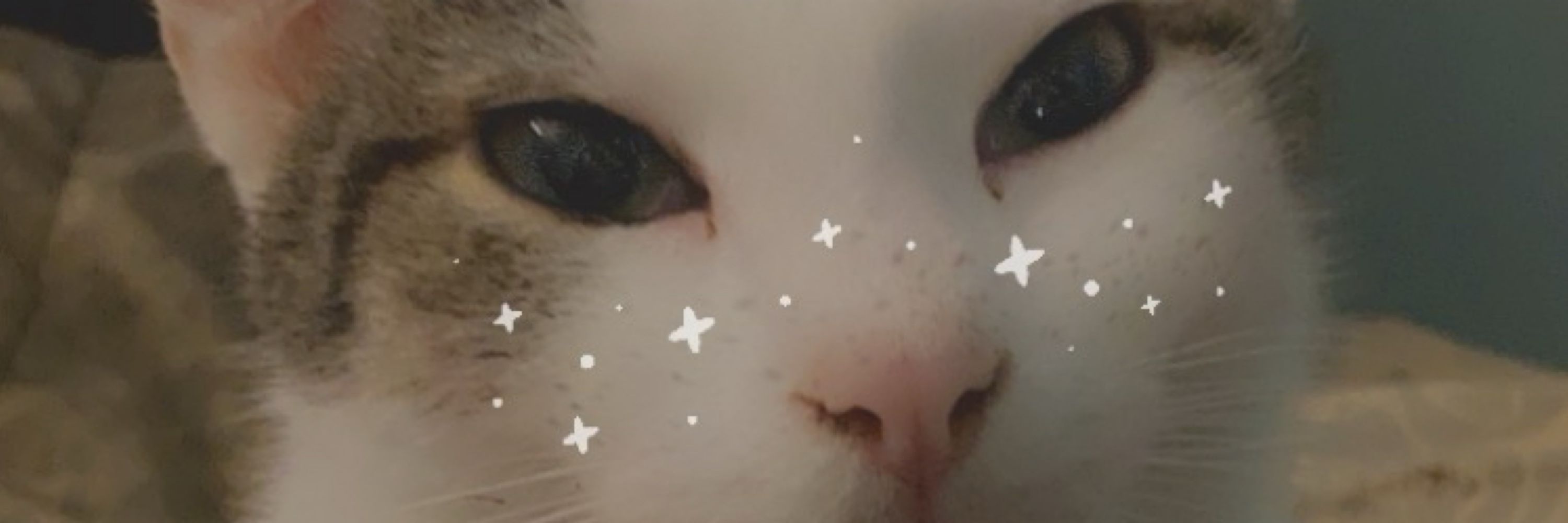 Aile Cat