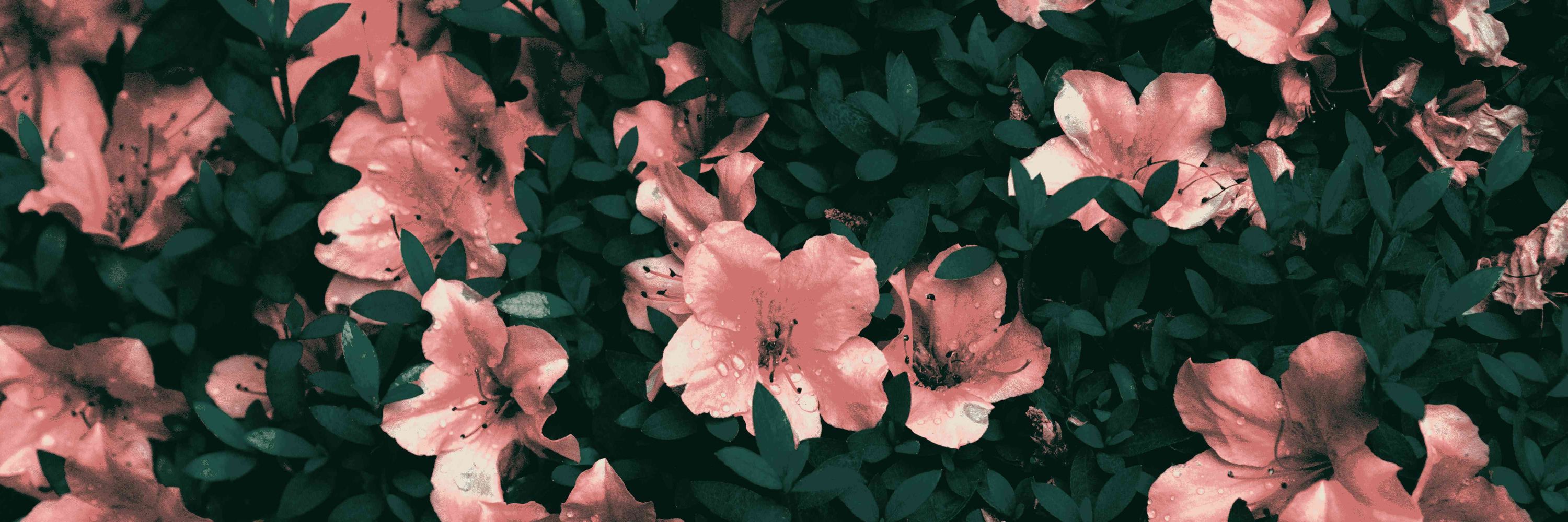pixls