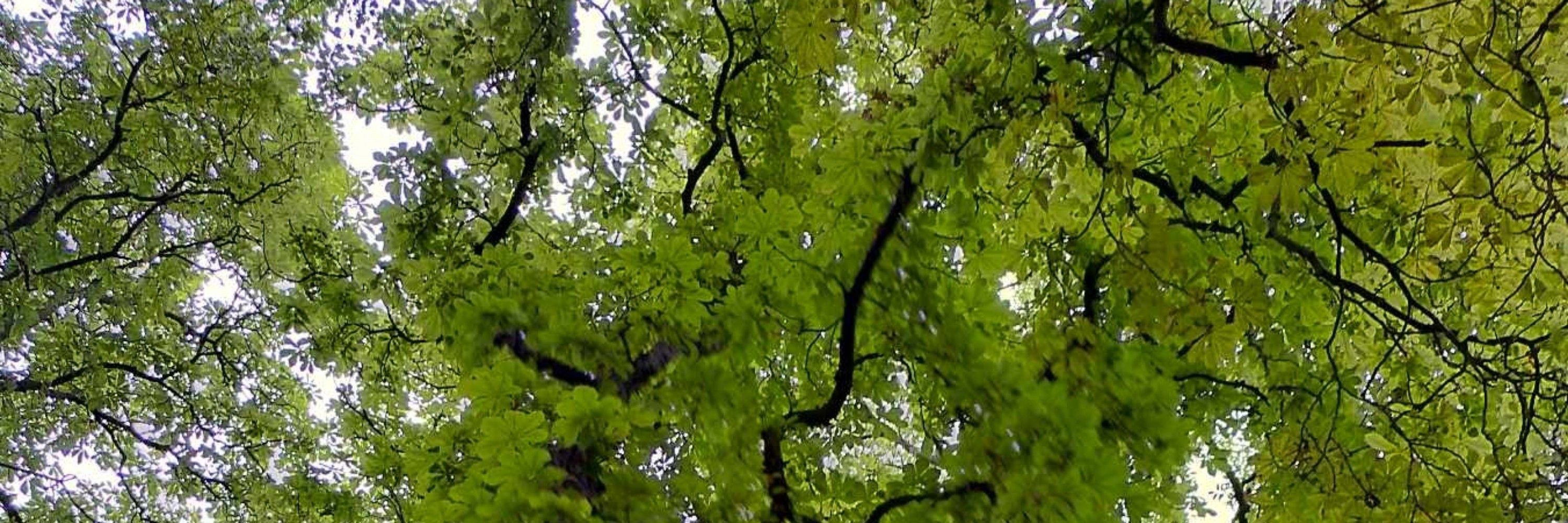 brainberry