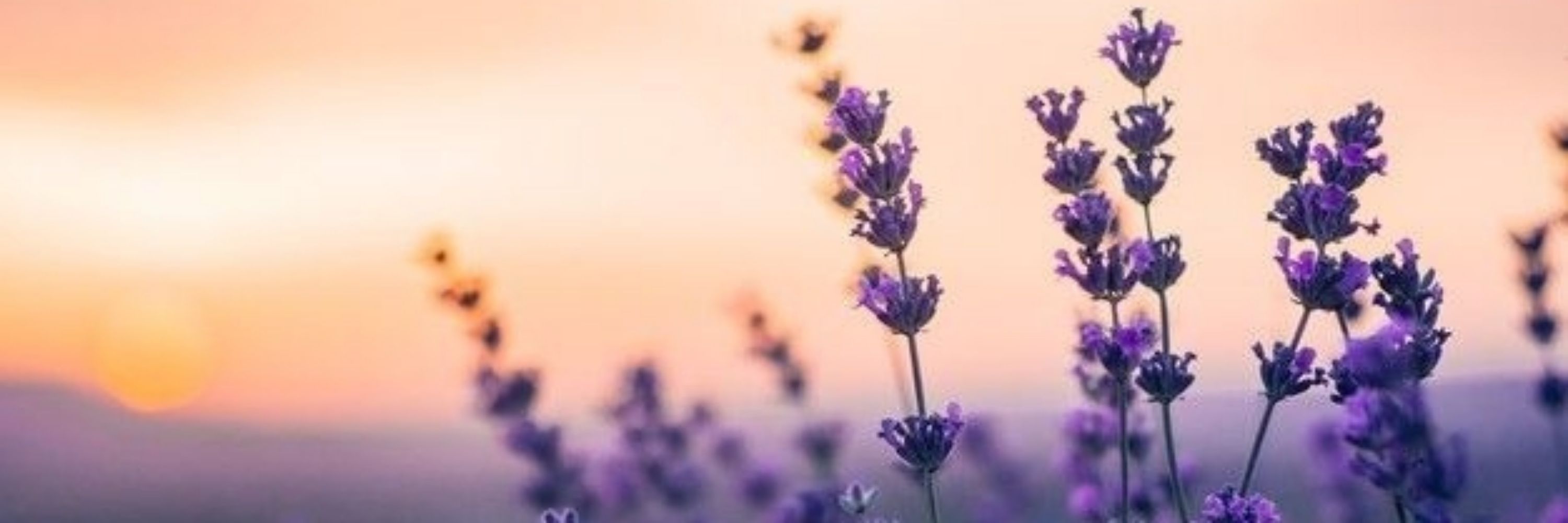 Violeta 🐈‍⬛