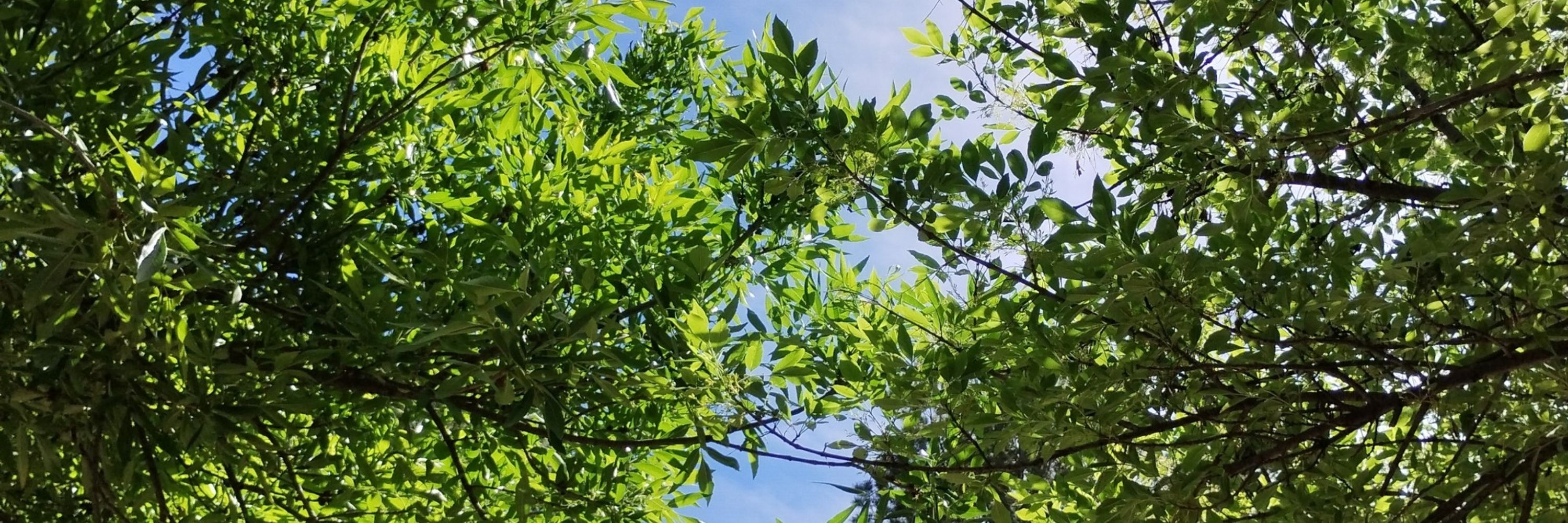 𝑬𝒎𝒍𝒂𝒏ৎ˚⟡˖ ࣪