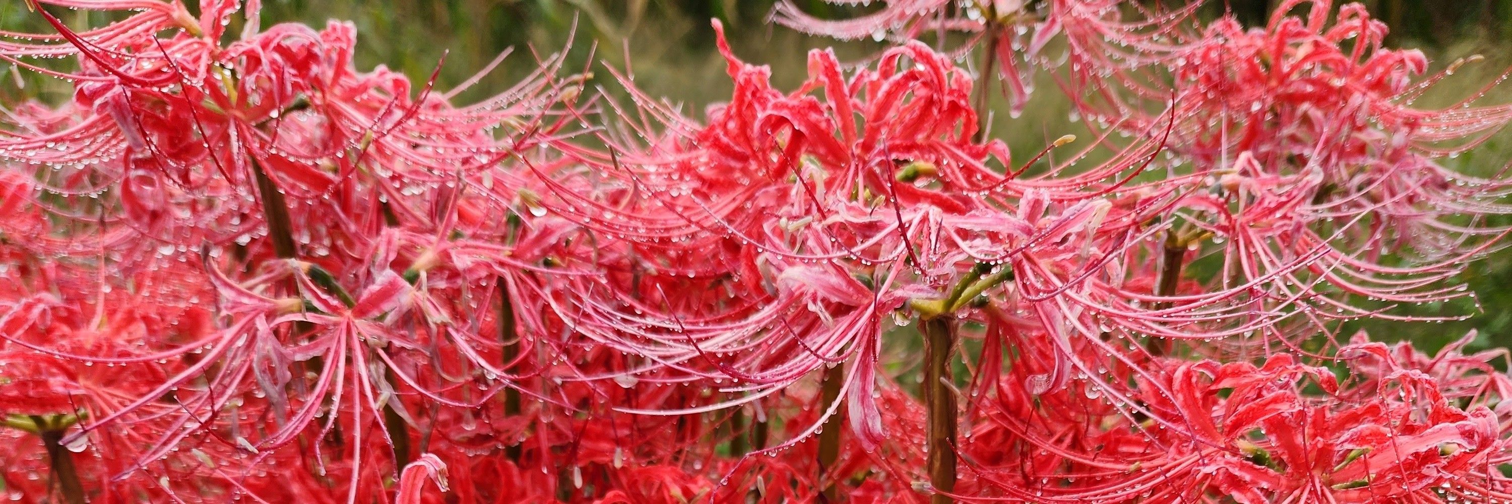 KURENAI 