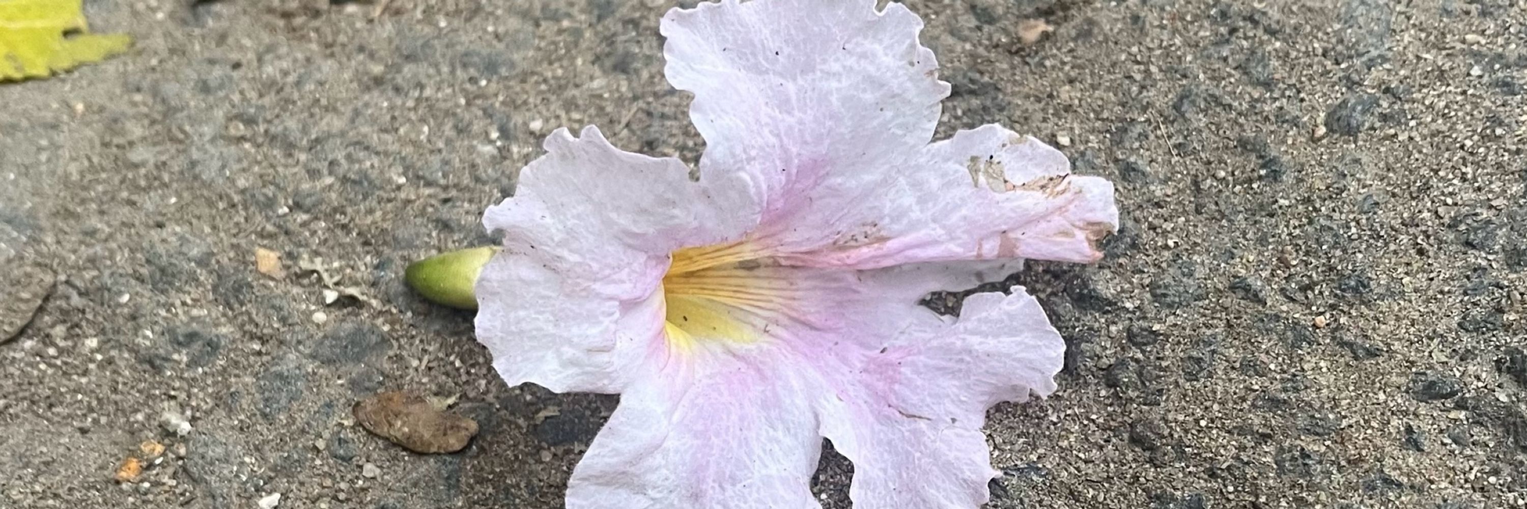 Flor