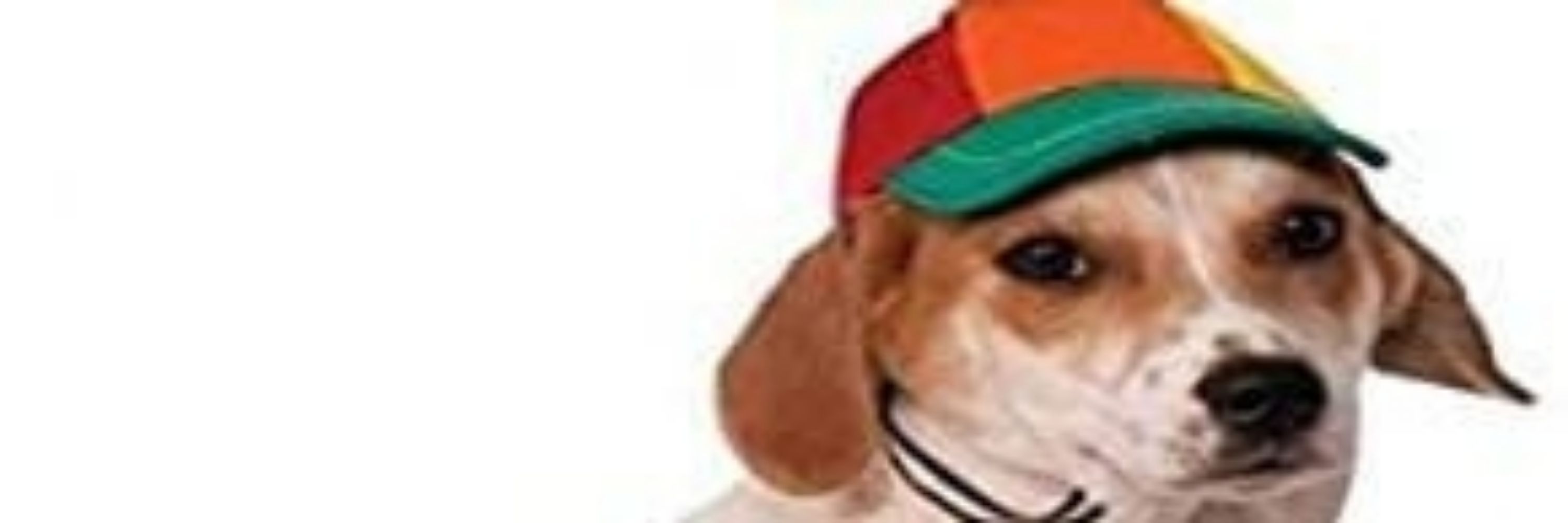 gatomaconheira
