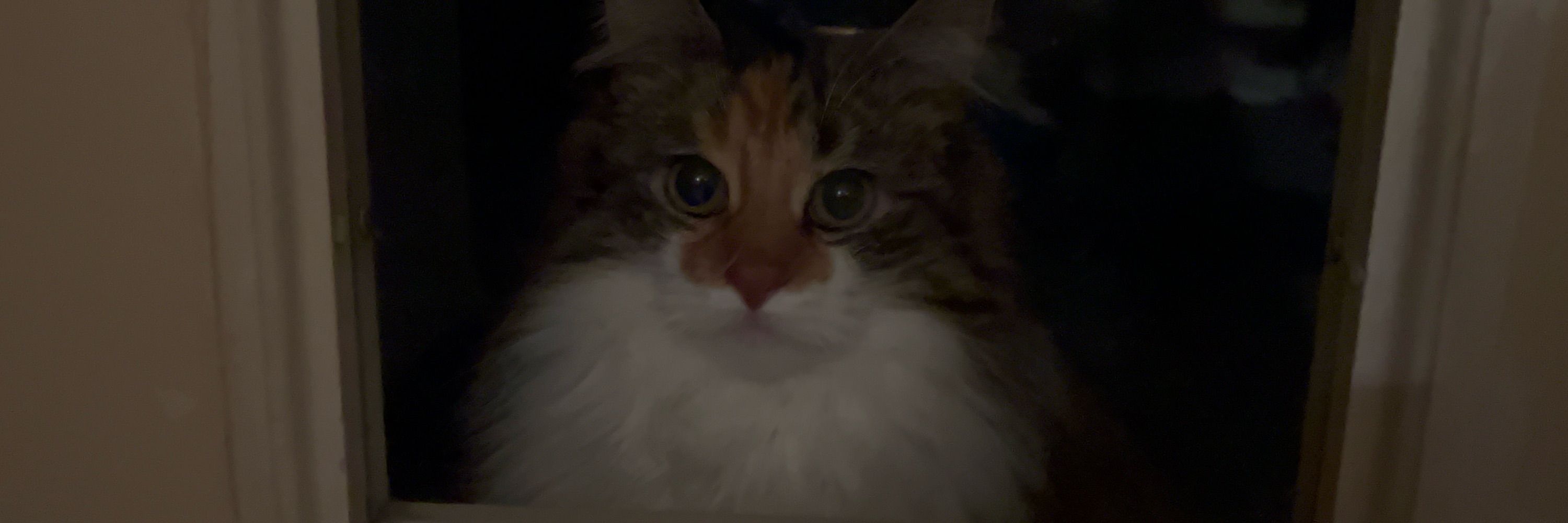 らいちゃん