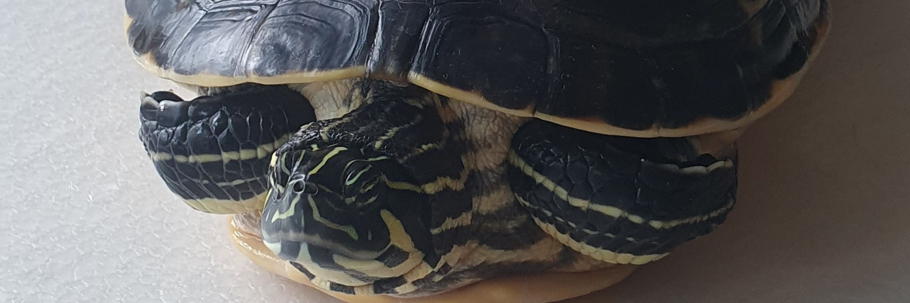 turtle kisi