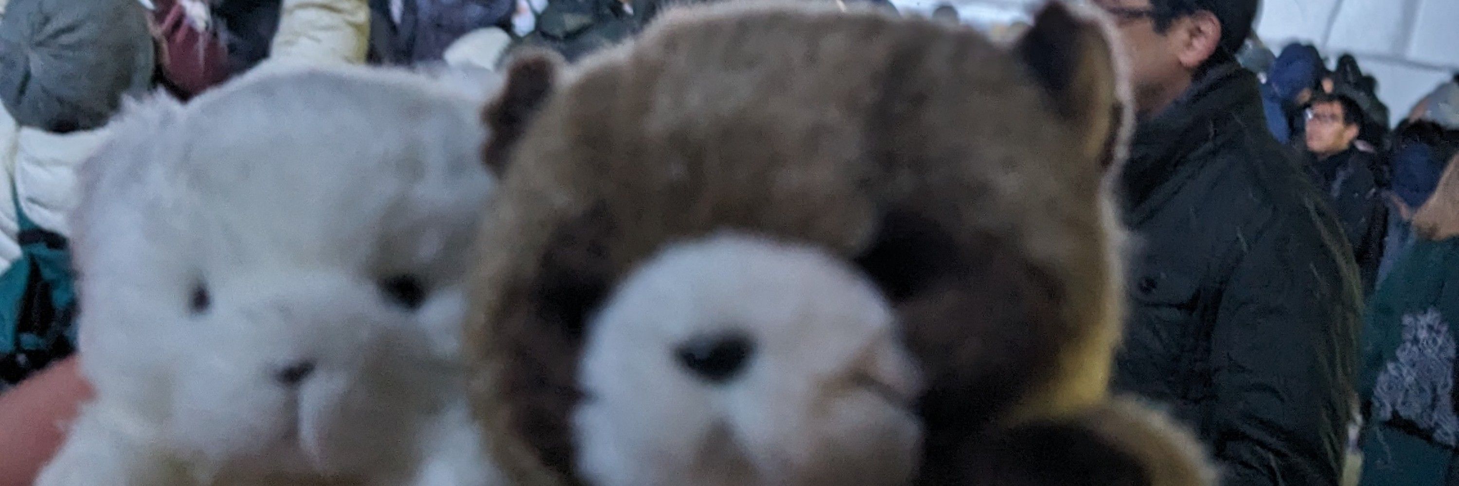 あにき