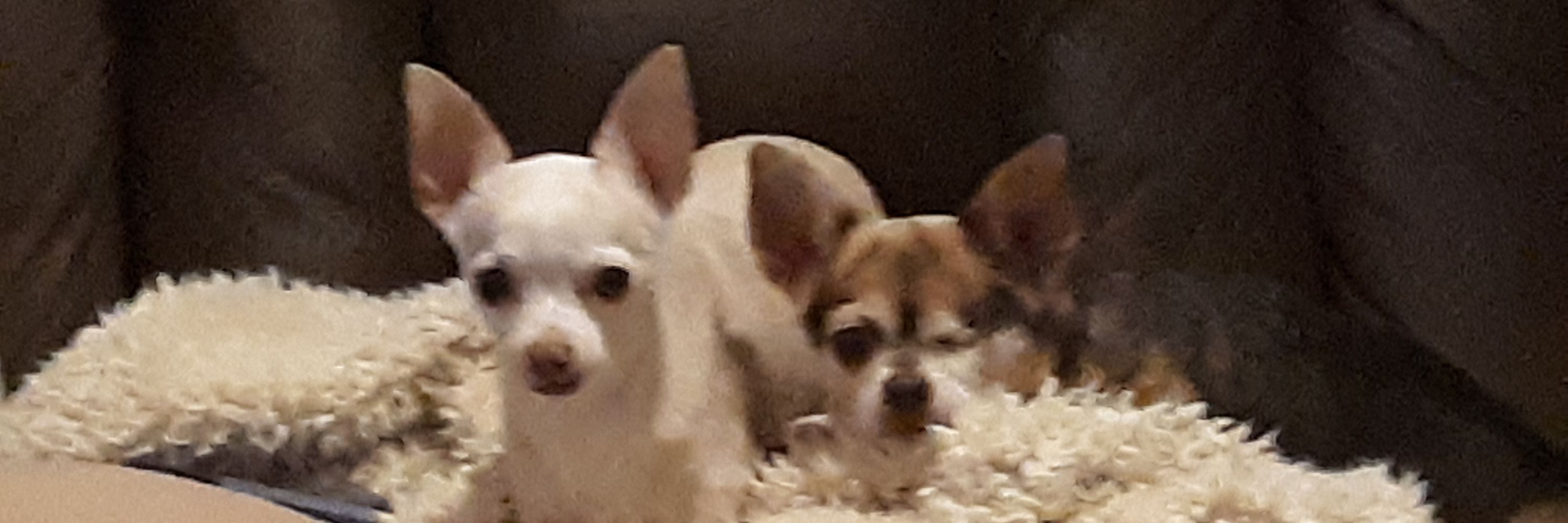 Ironic Chihuahua