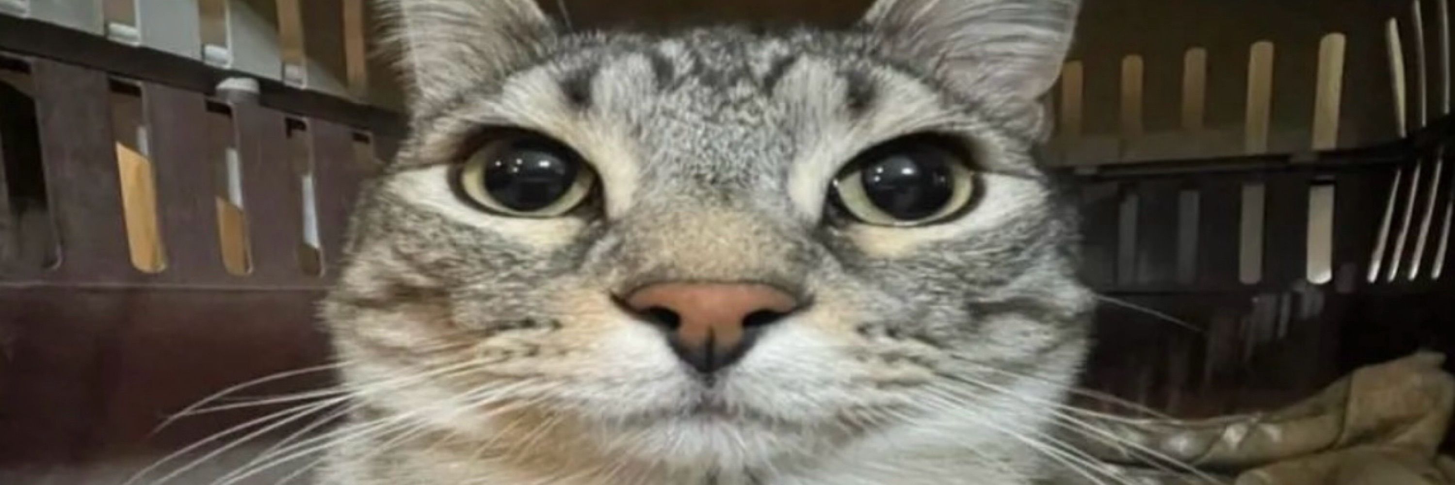 VEXUS