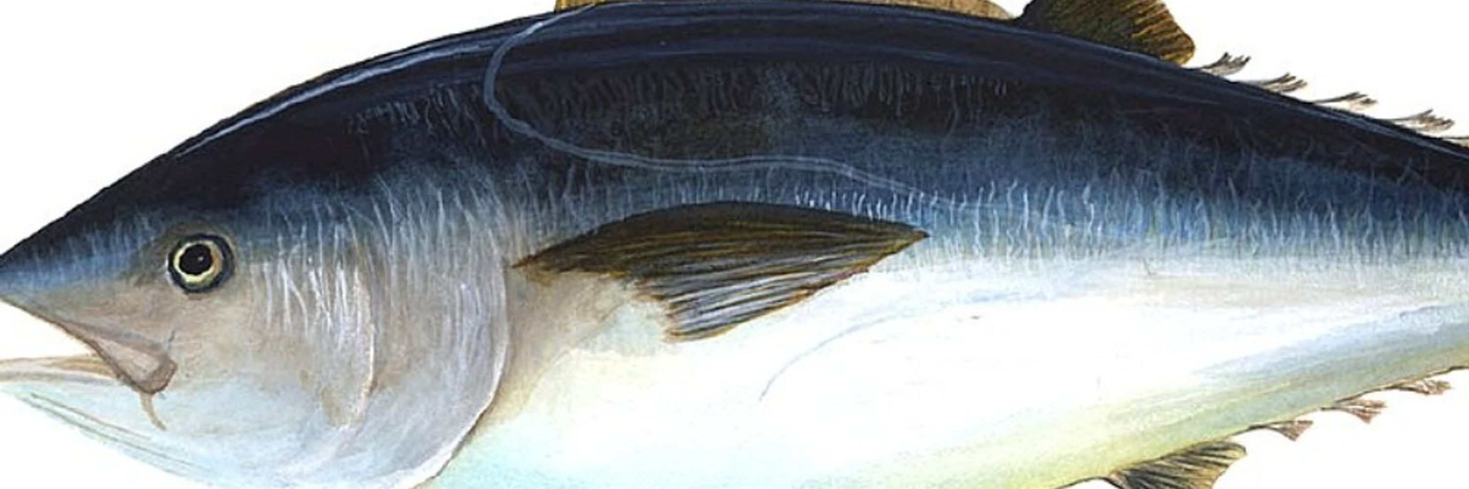 Kiidensevia