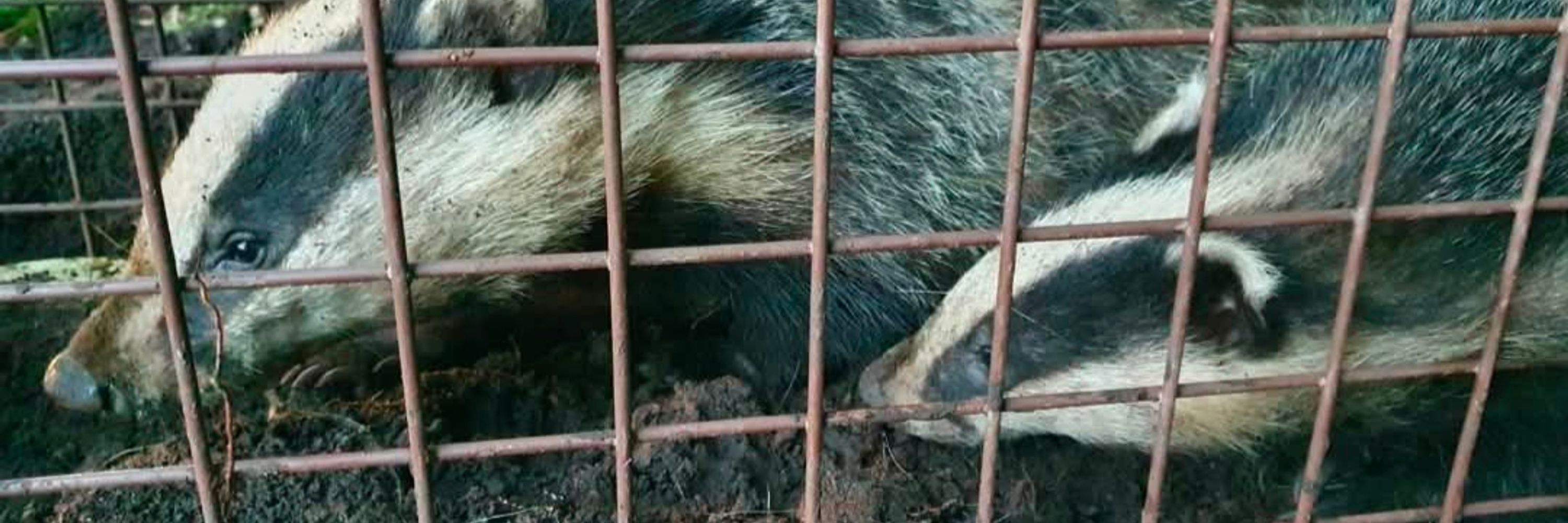 Cumbria Badger Vaccination Project 