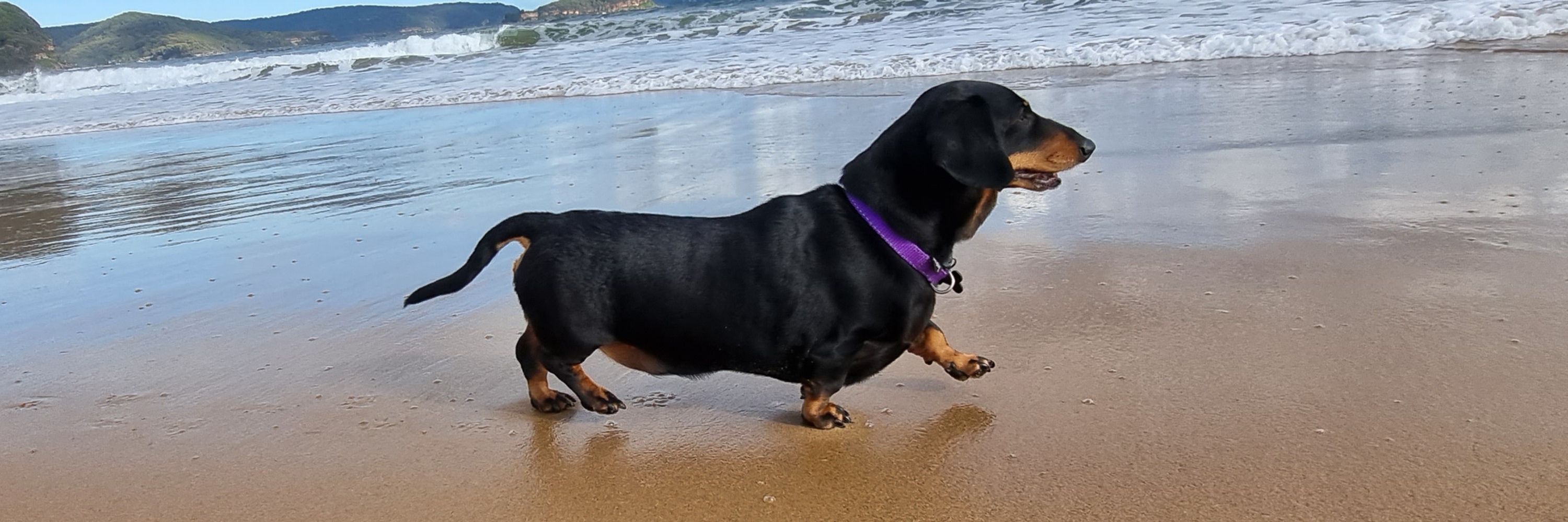 Jellybean the Diabetic Dachshund 🇦🇺