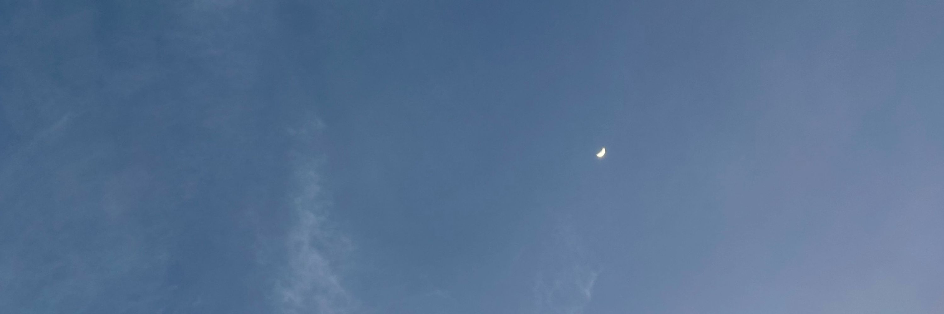 つきみそう