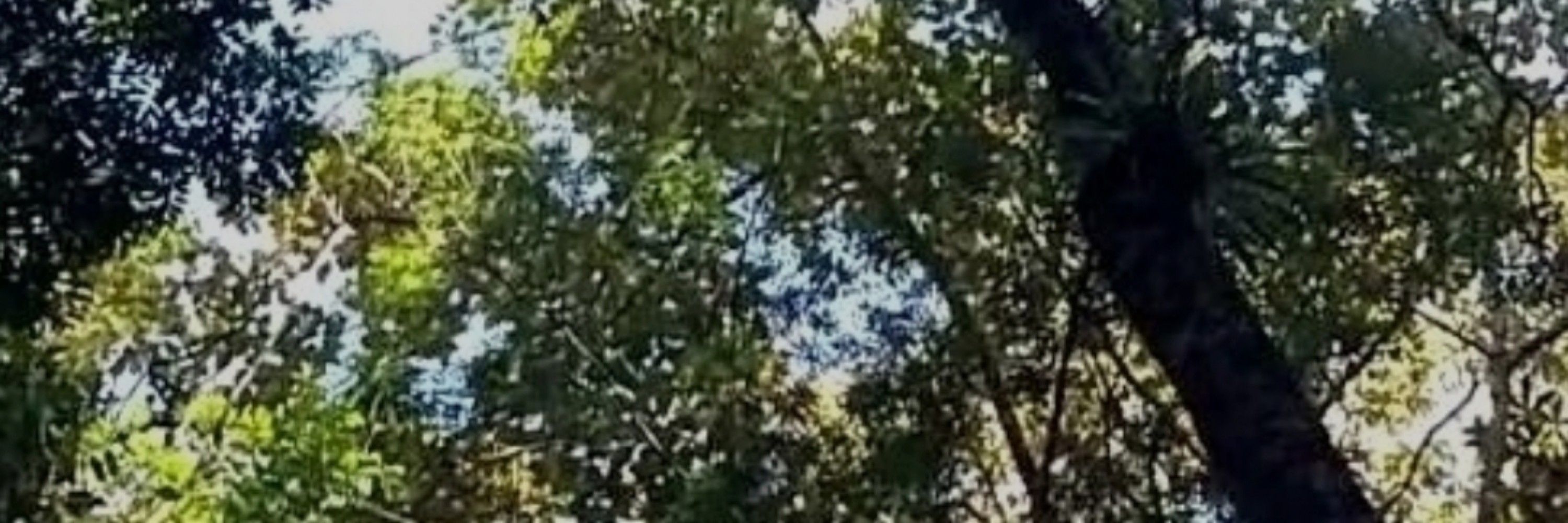 Dodô 