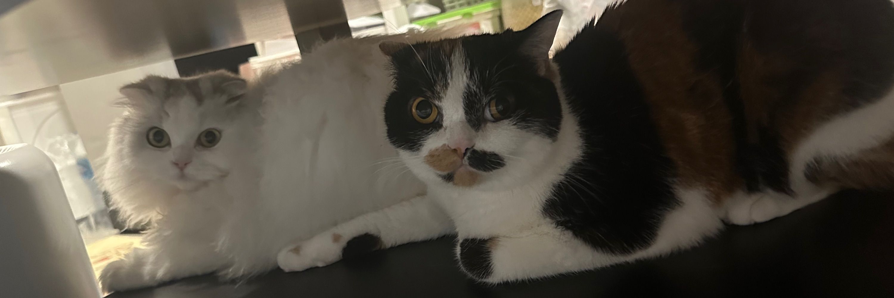 จ๋องไจ๋รักพี่ฟ้า💛🐱🥺💙
