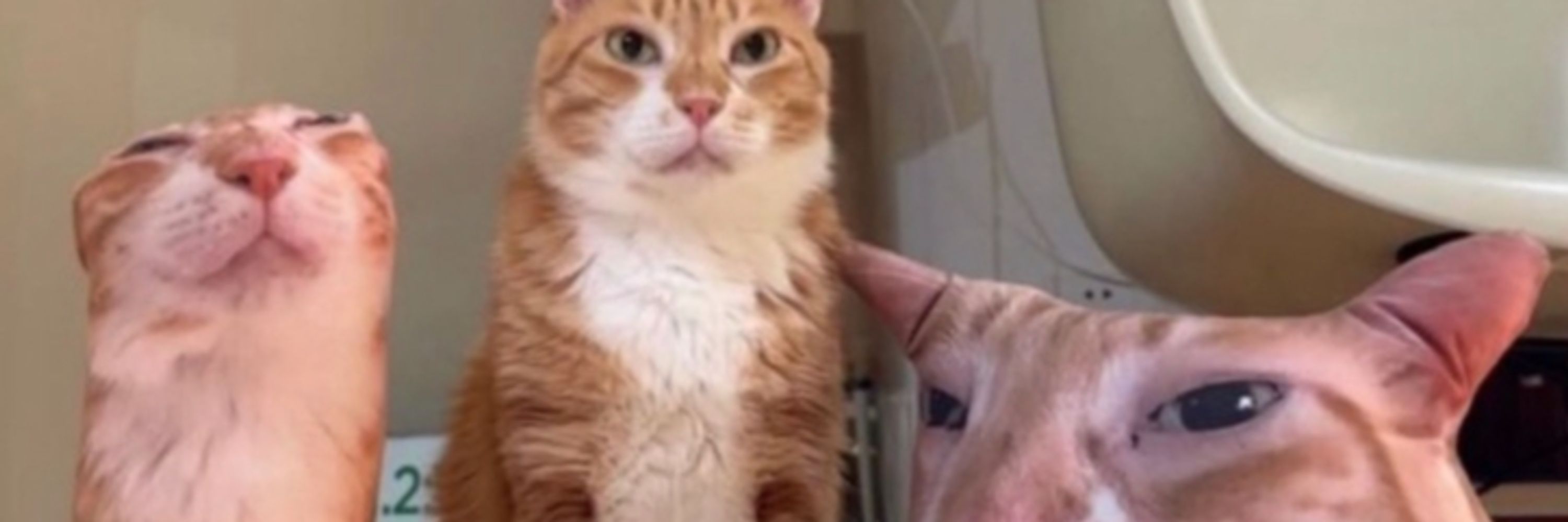 Meowrkz