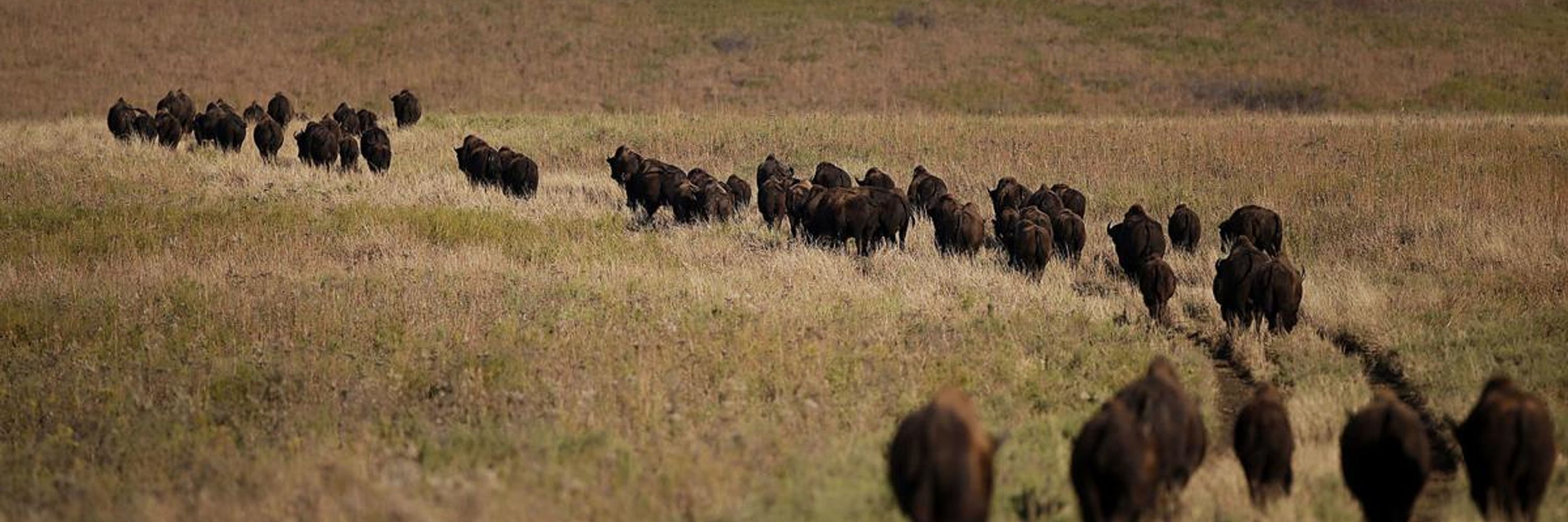 Rewilding History