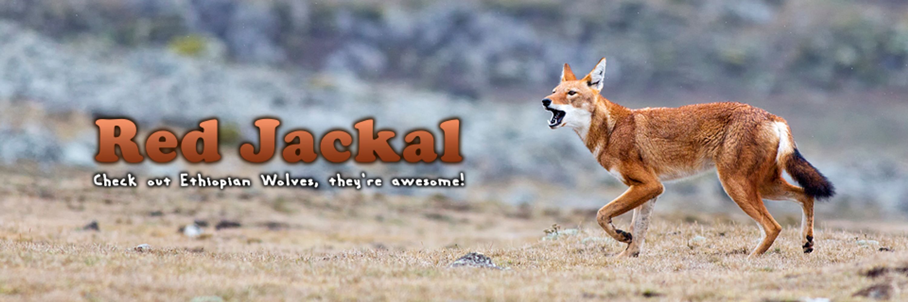 Jackal