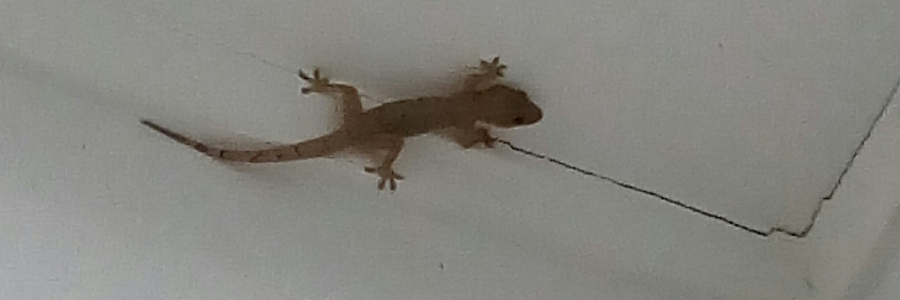 Azib
