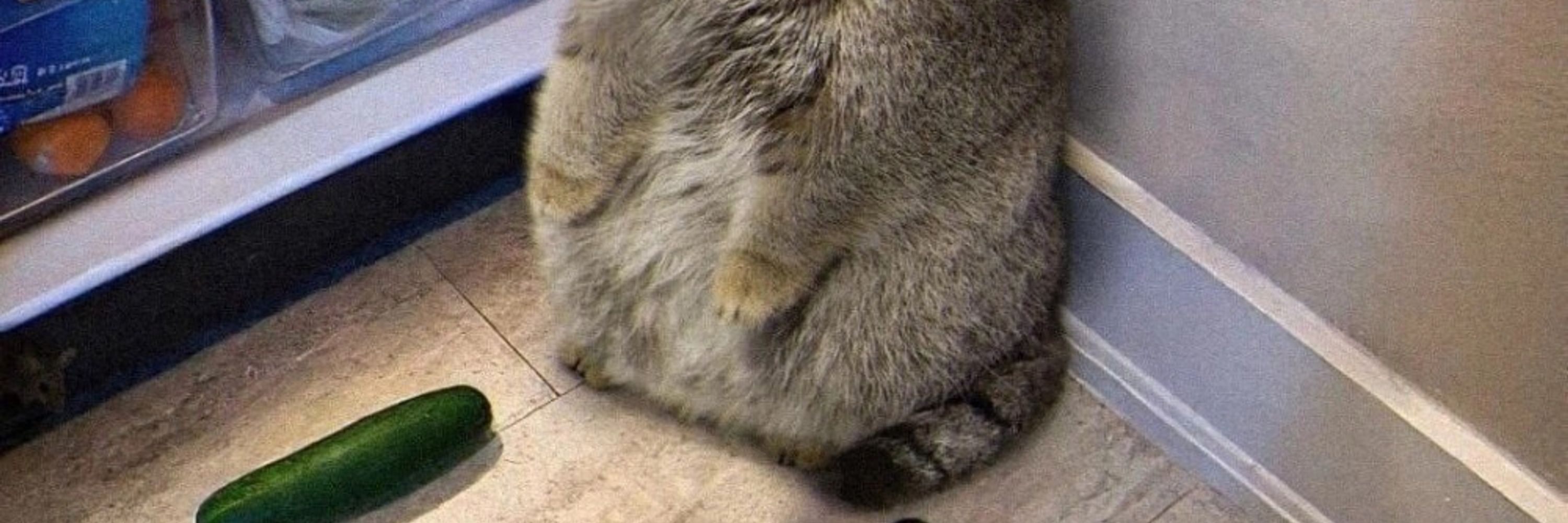 noted friend of rabbit