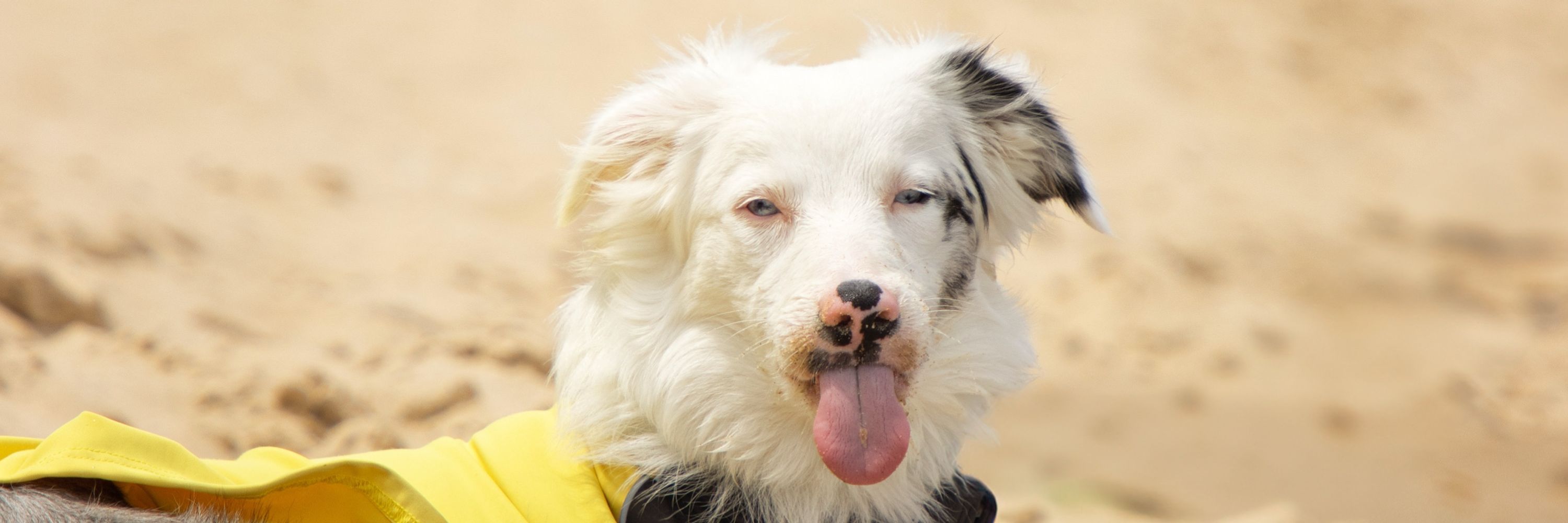 Bokeh The Aussie ♡